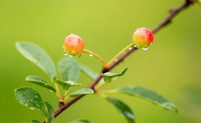 Red cherry on tree branches in summer.