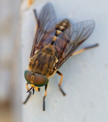 Close up fly on a metal wall.