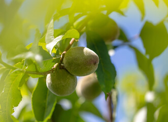 Peaches on tree branches in the summer.