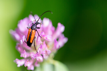 Fototapeta na wymiar Close-up of a beetle on a purple flower in nature.