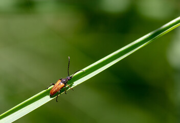 Close-up of a beetle on the grass in nature.