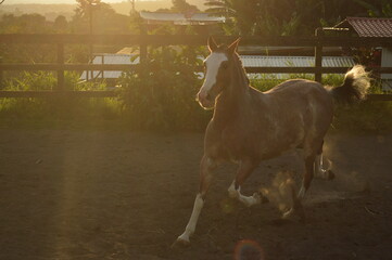 galloping horse 