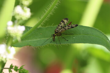 Fototapeta premium Weibchen der Skorpionfliege