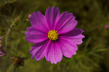 Fototapeta premium pink cosmos flowers