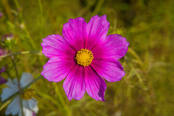 Fototapeta premium pink cosmos flowers