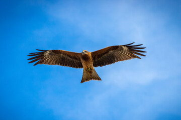 eagle in flight at blue sky