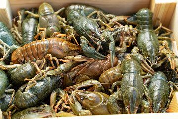 view top. freshwater lobsters or crayfish in wooden box.