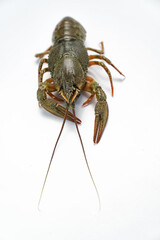 river lobster or crayfish on white background