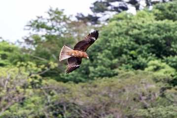 鷲　鷹　トンビ　鳥