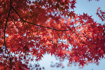 Autumn red maple leaves texture 