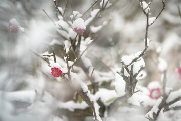 雪の梅
