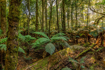 Toolangi Fores