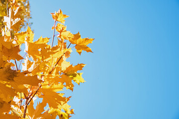 Fototapeta na wymiar Yellow maple leaves on the background of clear sky.