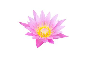 Lotus flower isolated on white backgrouds.