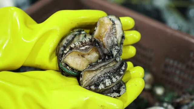 Abalone on the hand