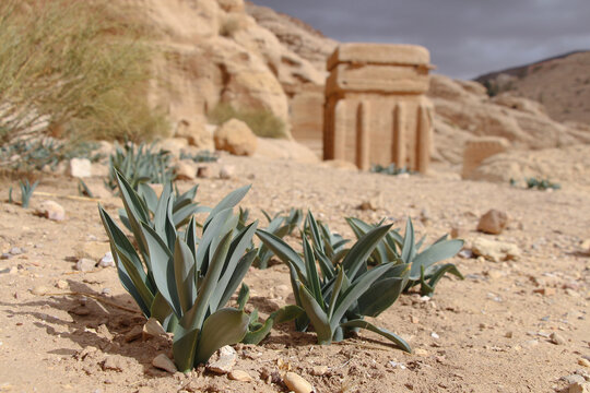View of Drimia maritima plant (also known as squill, sea squill or sea onion) in gorge near Petra city in Jordan. Blurred Block tombs are visible in the background. Desert Plants Theme.