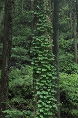 nature in Hinohara village  ,japan,tokyo