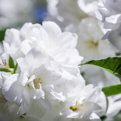 Fototapeta na wymiar White terry jasmine flowers in the garden