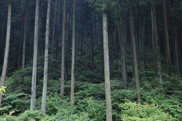 Fototapeta premium nature in Hinohara village ,japan,tokyo