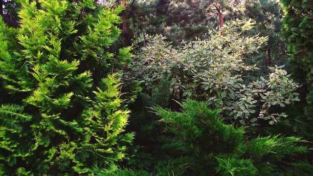 Evergreens on a flower bed in the garden
