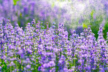 Obraz premium Beautiful fragrant lavender flowers on the green plain