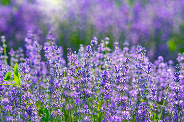 Beautiful fragrant lavender flowers on the green plain