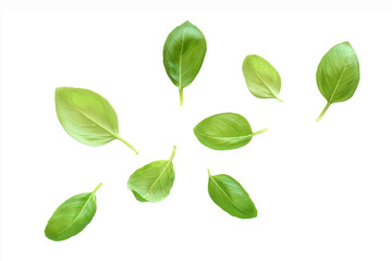 Basil leaf collection with clipping path isolated on white