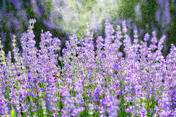 Fototapeta premium Beautiful fragrant lavender flowers on the green plain