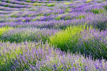 Fototapeta na wymiar Beautiful fragrant lavender flowers on the green plain