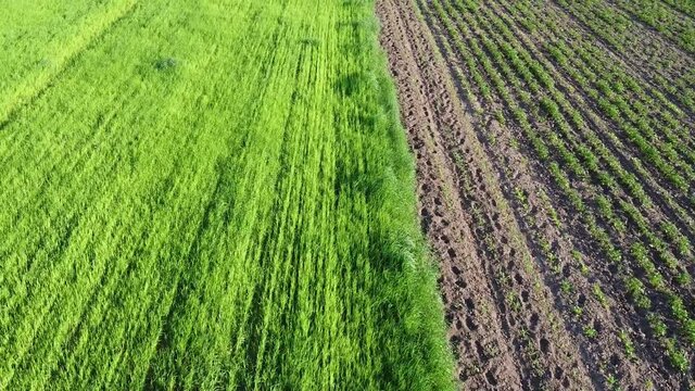 Potato garden near the oat field, aerial view. Farmland landscape.