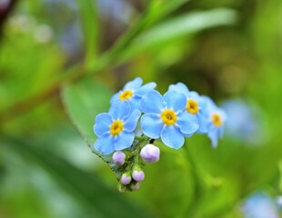 Vergissmeinnicht (Myosotis)