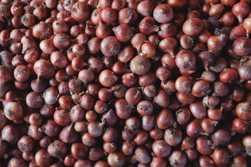 Background of onions  
