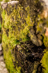Moss growing on an old log in the middle of the woods. Closeup macro in the spring.