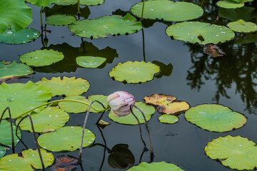 Pink lily with closed petals in pond with lily pads