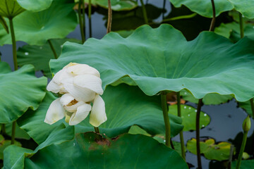 White lily with closed petals in pond with lily pads