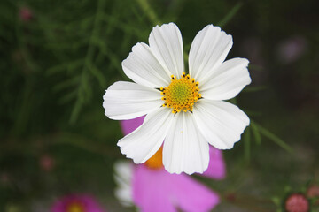 Obraz premium Close up of white cosmos (Cosmos bipinnatus) at Potala Place in Lhasa, Tibet