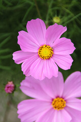 Close up of pink cosmos (Cosmos bipinnatus) at Potala Place in Lhasa, Tibet