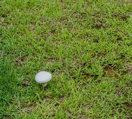Single white mushroom in green grass.