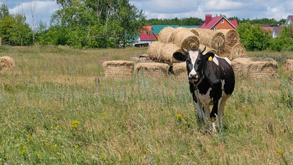 Fototapeta premium Whitebred Shorthorn cow stands in a field near a farm, next to a collected haystack