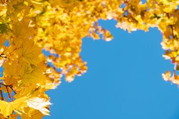 Fototapeta na wymiar Yellow leaves on the tree on sunny warm autumn day.