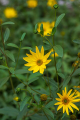 Fototapeta premium Helianthus tuberosus yellow Jerusalem artichoke sunflower flowers in bloom, beautiful food flowering plant