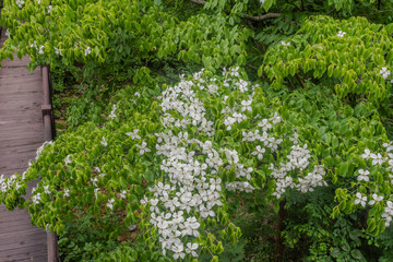 Fototapeta na wymiar Treetop with white flowers over small wooden footbridge