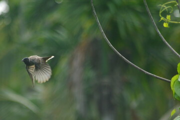hummingbird on a flight