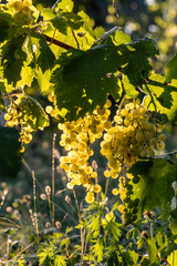 Prosecco white grapes on a vineyard befor harvesting in Valdobbiadene hills. Veneto. Italy