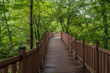 Wooden boardwalk through lush verdant trees