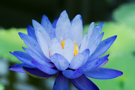 美しい青い睡蓮