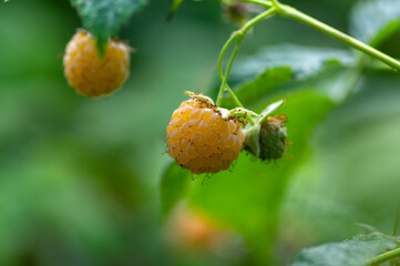 Rubus idaeus Golden Queen yellow raspberries on shrub branches, group of tasty ripened fruits, green leaves