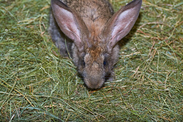 Naklejka na ściany i meble brown rabbit close-up chewing grass