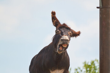 Portrait of a funny smiling donkey against a light sky