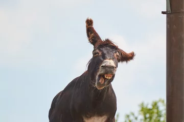 Tuinposter Portrait of a funny smiling donkey against a light sky © e-Kis